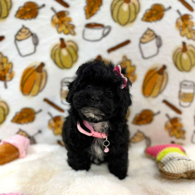 KIKI (Mini Poodle)