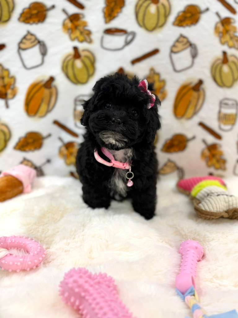 KIKI (Mini Poodle)