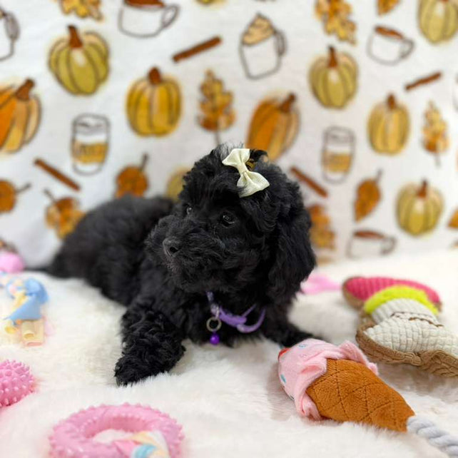 KAIYA (Mini Poodle)