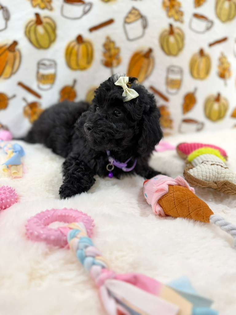 KAIYA (Mini Poodle)