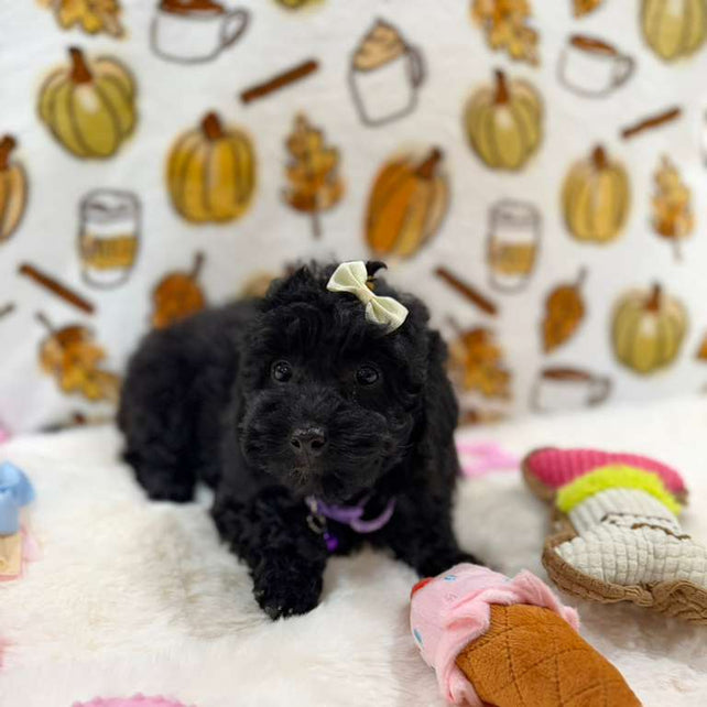 KAIYA (Mini Poodle)