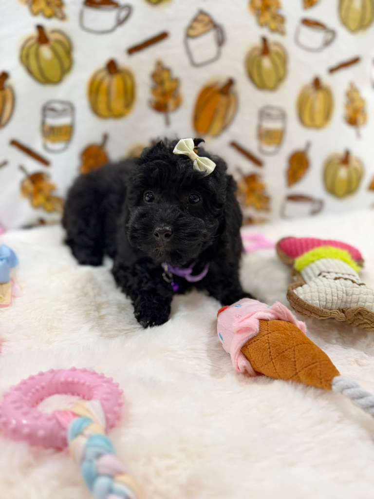 KAIYA (Mini Poodle)