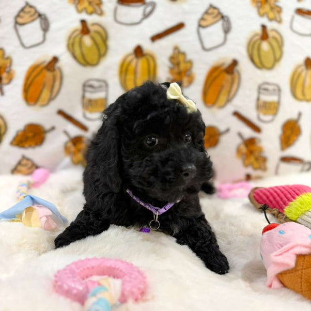 KAIYA (Mini Poodle)
