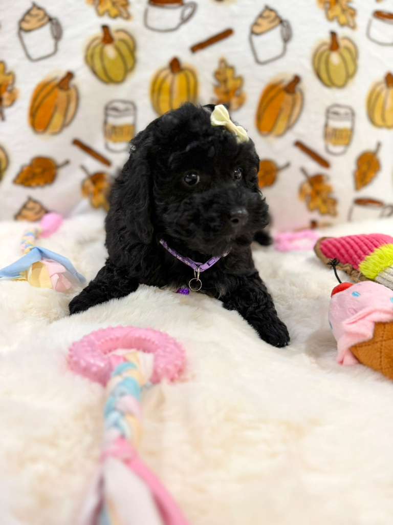 KAIYA (Mini Poodle)