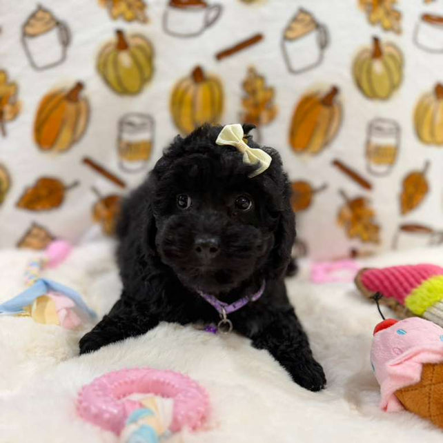 KAIYA (Mini Poodle)