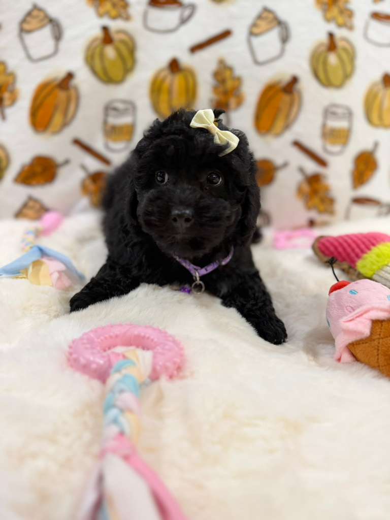 KAIYA (Mini Poodle)