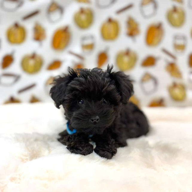 THEO (Teacup YorkiePoo)