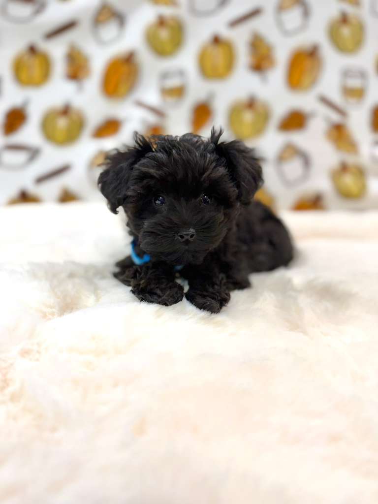 THEO (Teacup YorkiePoo)