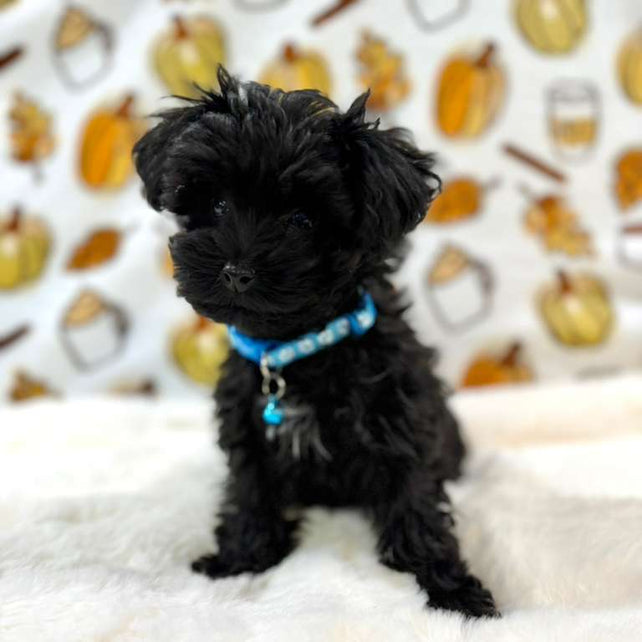 THEO (Teacup YorkiePoo)