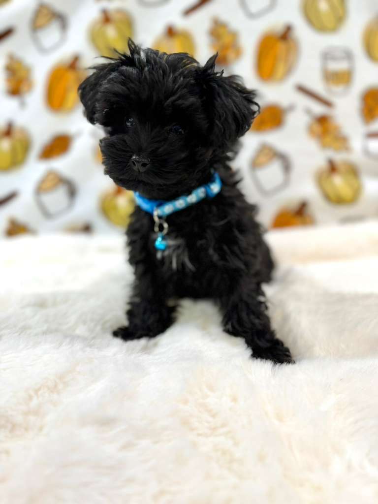 THEO (Teacup YorkiePoo)