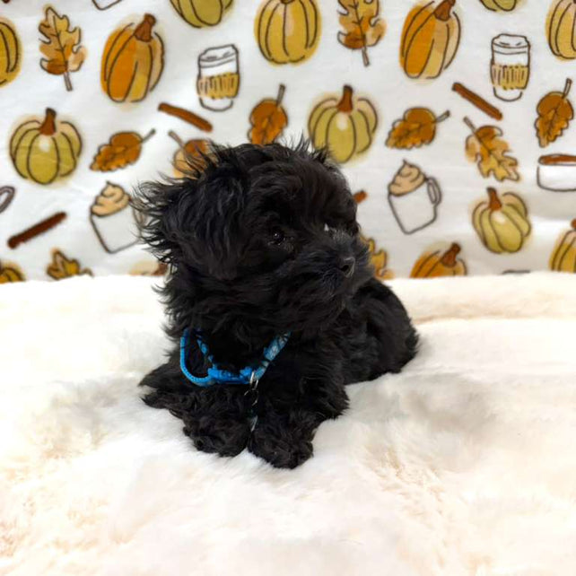 THEO (Teacup YorkiePoo)