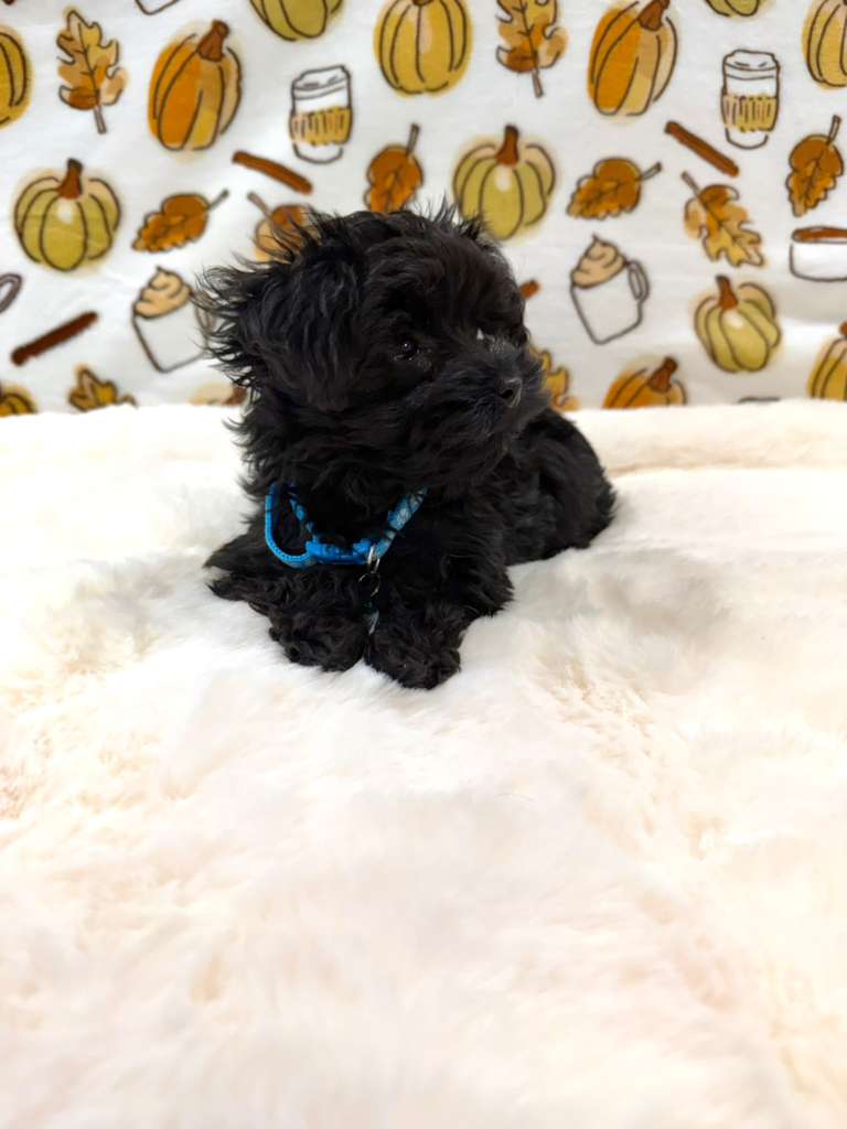 THEO (Teacup YorkiePoo)