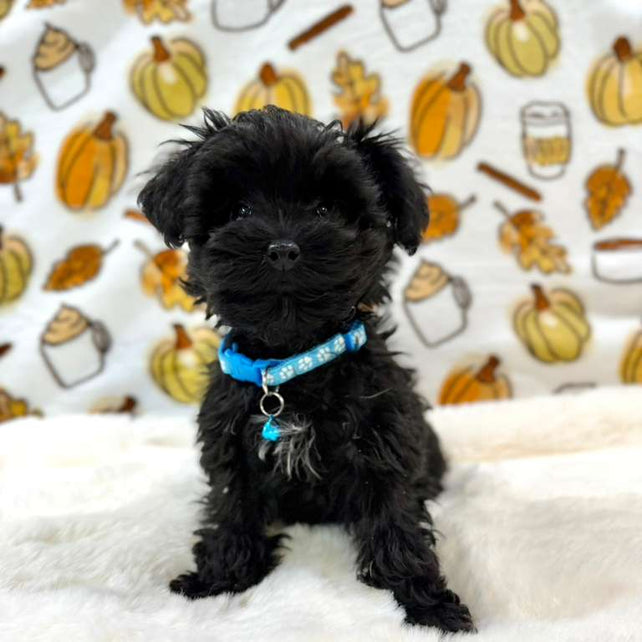 THEO (Teacup YorkiePoo)