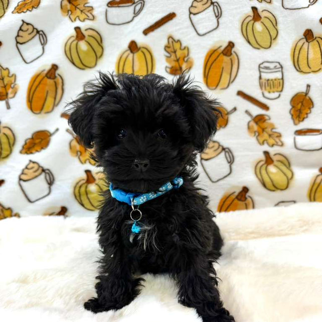 THEO (Teacup YorkiePoo)