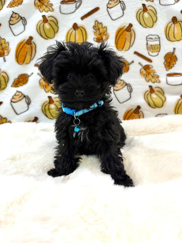 THEO (Teacup YorkiePoo)