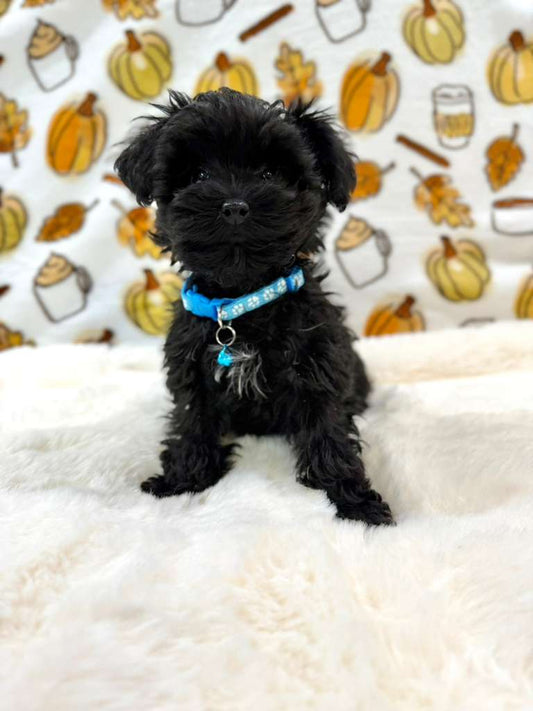 THEO (Teacup YorkiePoo)