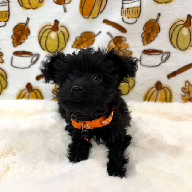 TITAN (Teacup YorkiePoo)