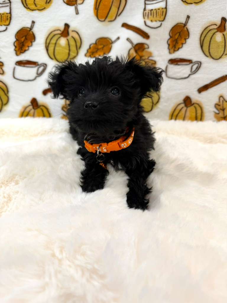 TITAN (Teacup YorkiePoo)