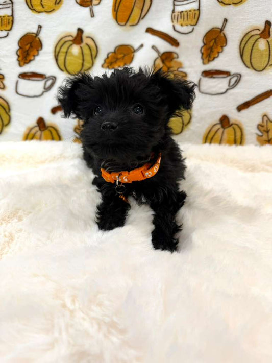 TITAN (Teacup YorkiePoo)