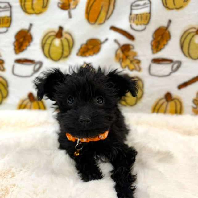 TITAN (Teacup YorkiePoo)