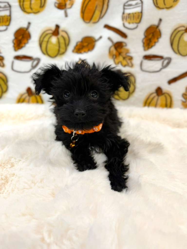 TITAN (Teacup YorkiePoo)