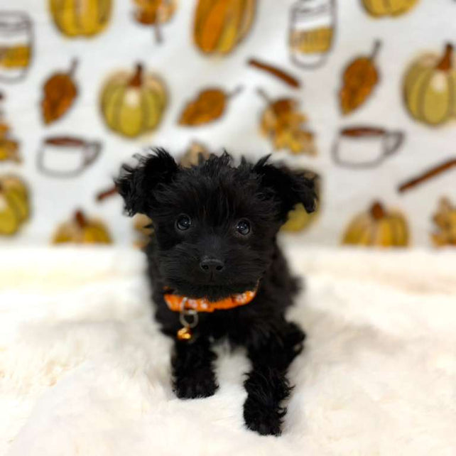 TITAN (Teacup YorkiePoo)