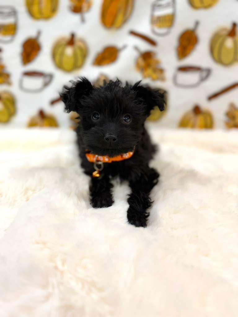 TITAN (Teacup YorkiePoo)