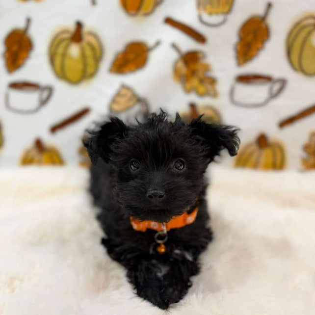 TITAN (Teacup YorkiePoo)