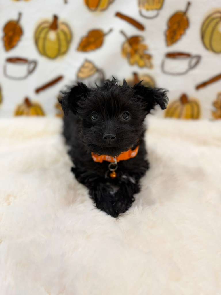 TITAN (Teacup YorkiePoo)