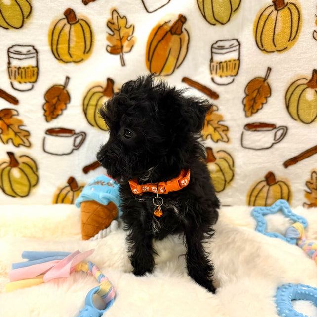 TITAN (Teacup YorkiePoo)
