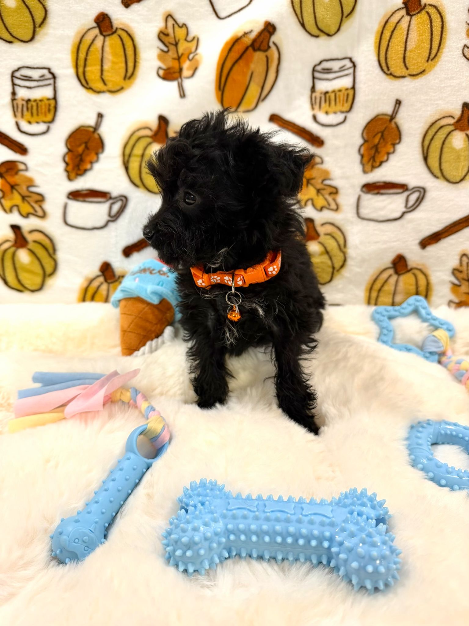 TITAN (Teacup YorkiePoo)