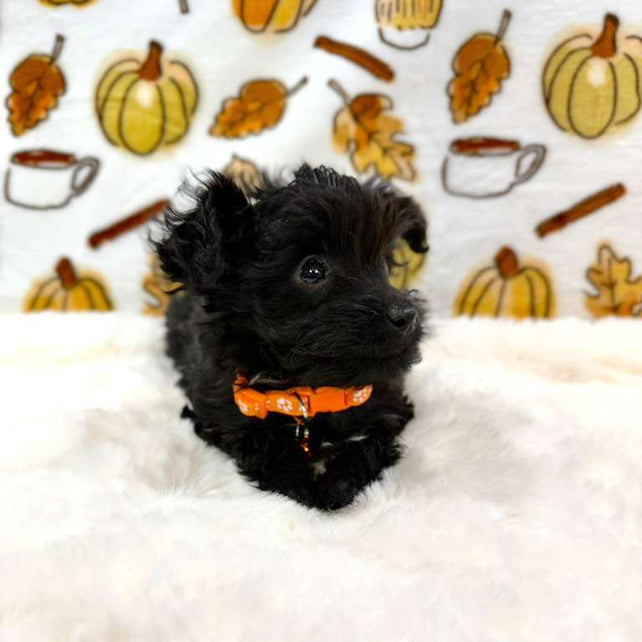 TITAN (Teacup YorkiePoo)