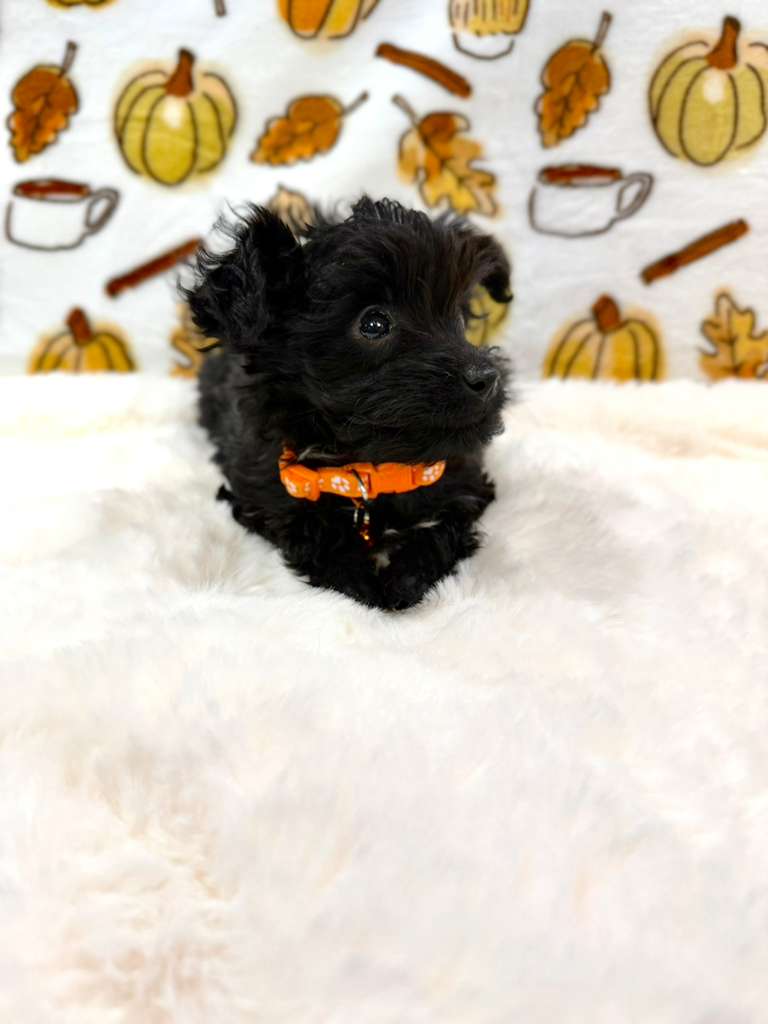 TITAN (Teacup YorkiePoo)