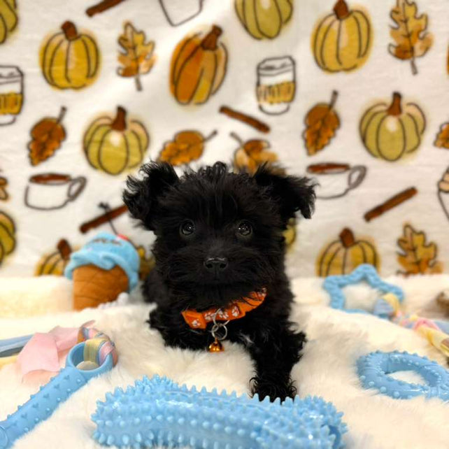 TITAN (Teacup YorkiePoo)