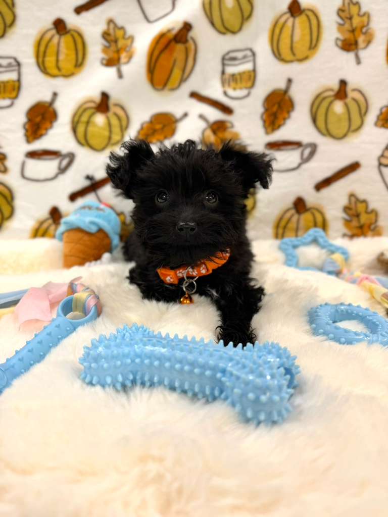 TITAN (Teacup YorkiePoo)