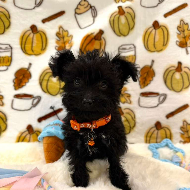 TITAN (Teacup YorkiePoo)