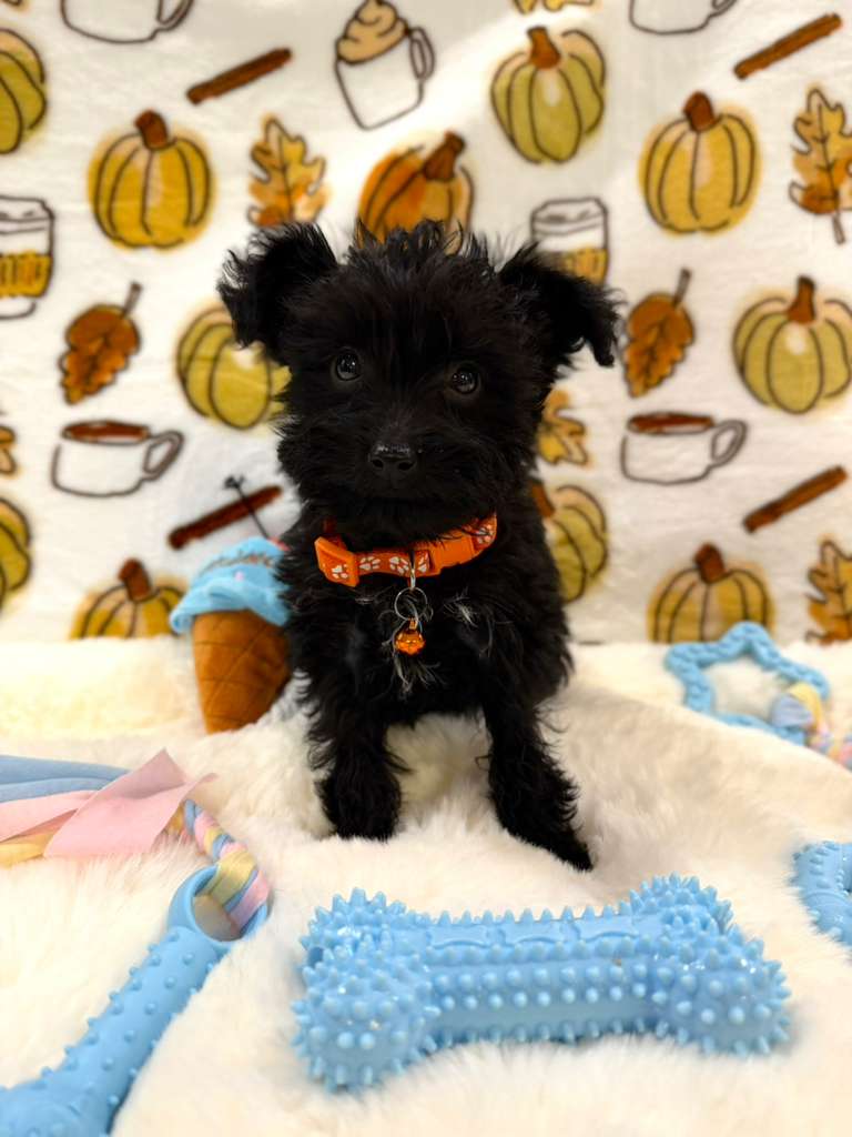 TITAN (Teacup YorkiePoo)