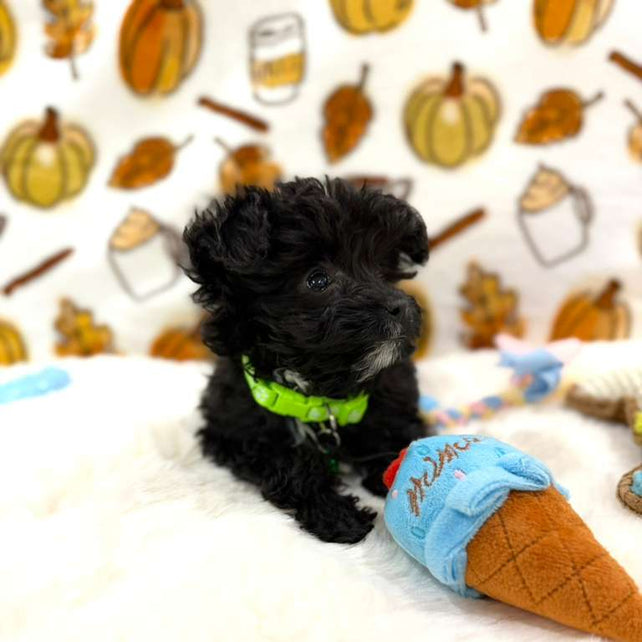 TEDDY (Teacup YorkiePoo)