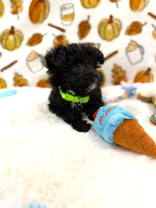 TEDDY (Teacup YorkiePoo)