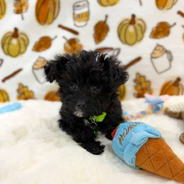 TEDDY (Teacup YorkiePoo)
