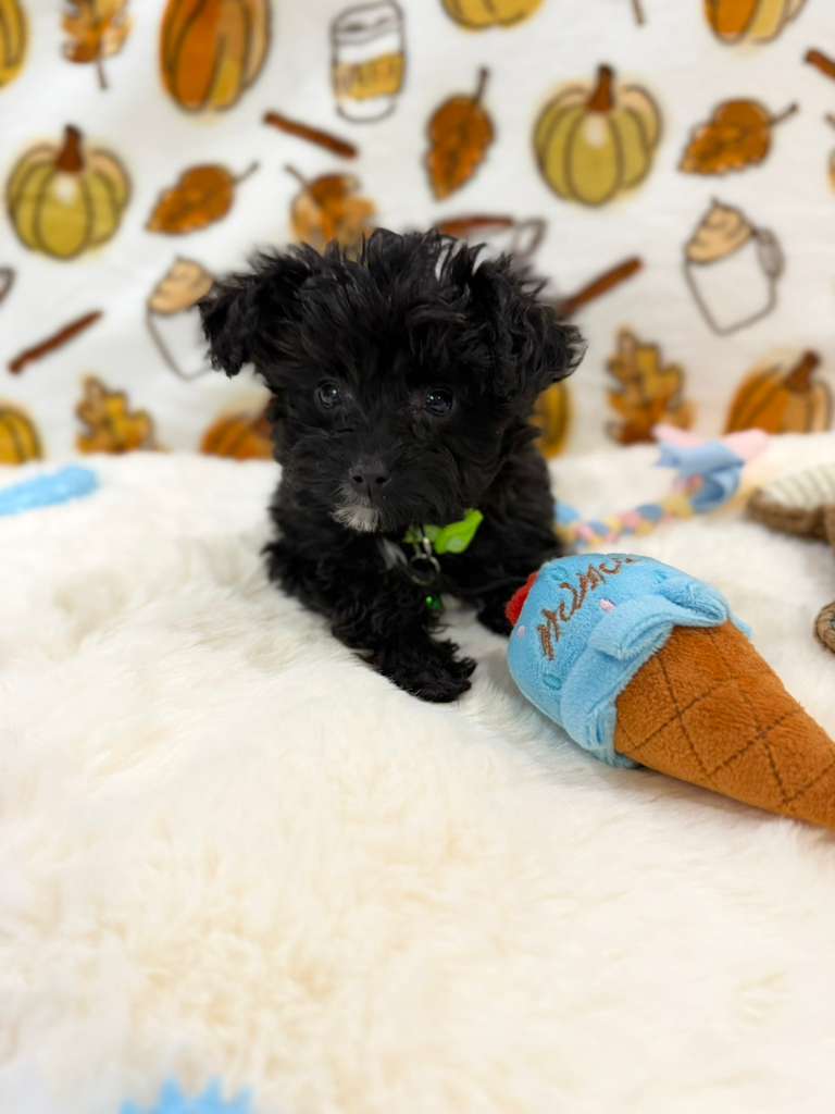 TEDDY (Teacup YorkiePoo)