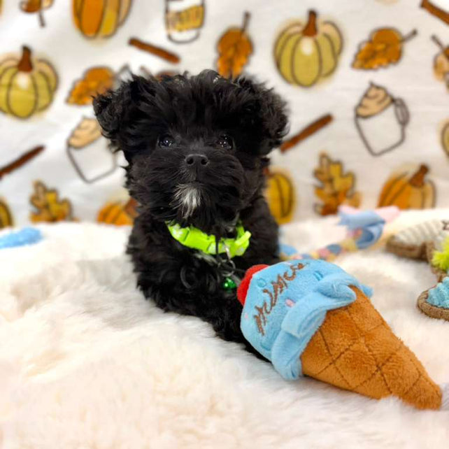 TEDDY (Teacup YorkiePoo)
