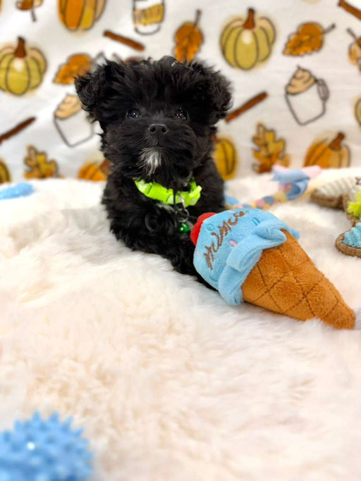 TEDDY (Teacup YorkiePoo)