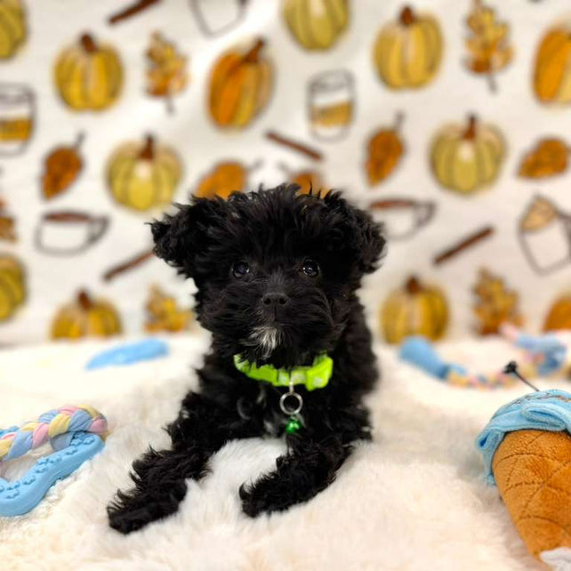 TEDDY (Teacup YorkiePoo)