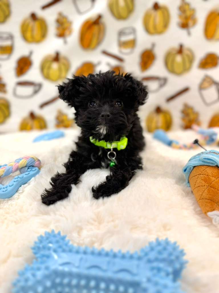 TEDDY (Teacup YorkiePoo)