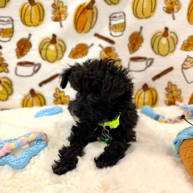 TEDDY (Teacup YorkiePoo)