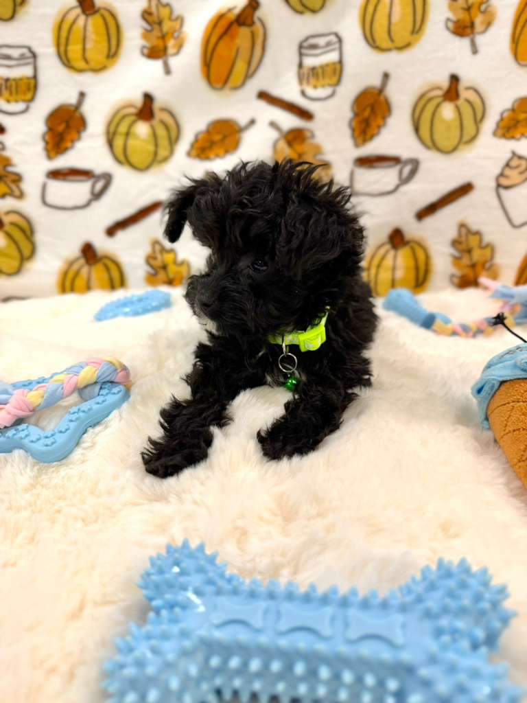 TEDDY (Teacup YorkiePoo)