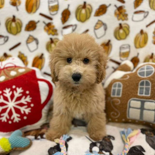 BEAR (Bichon Poodle)