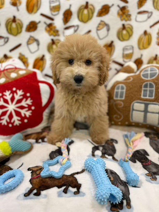BEAR (Bichon Poodle)