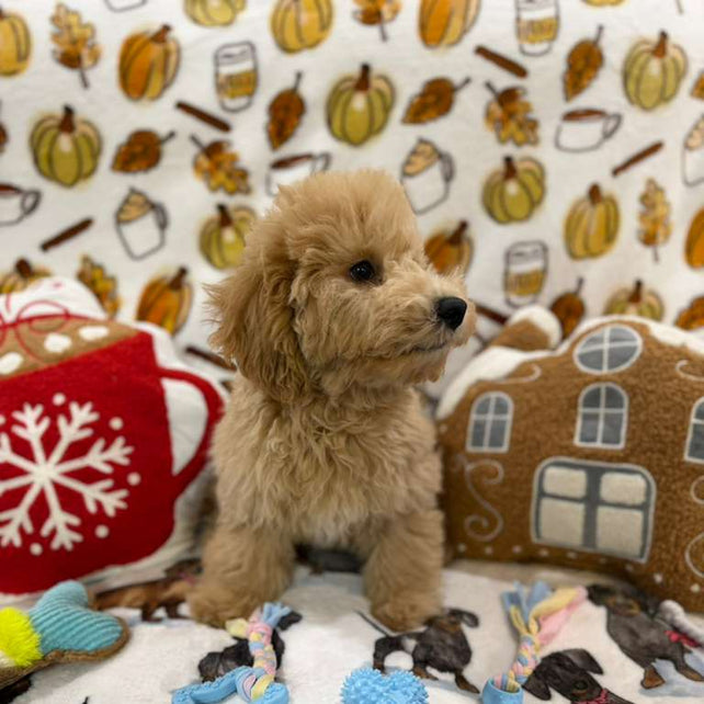 BEAR (Bichon Poodle)